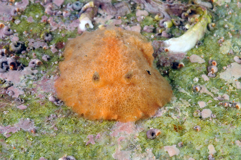 Doris ocelligera da confermare